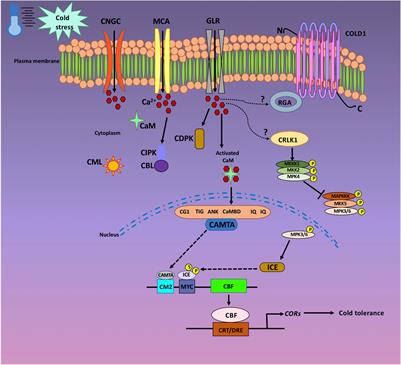 Calcium Mediated Cold Acclimation in Plants: Underlying Signaling and Molecular Mechanisms